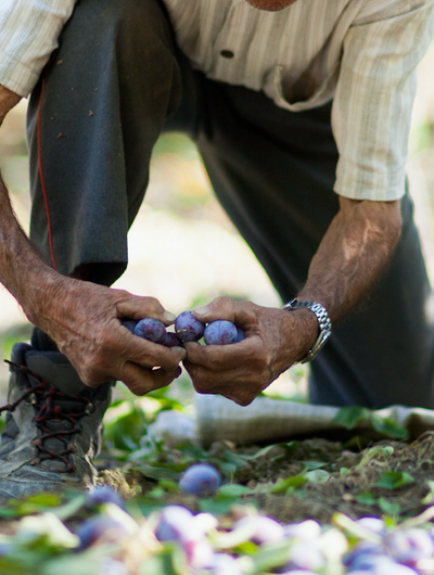 Australian Kakadu Plum