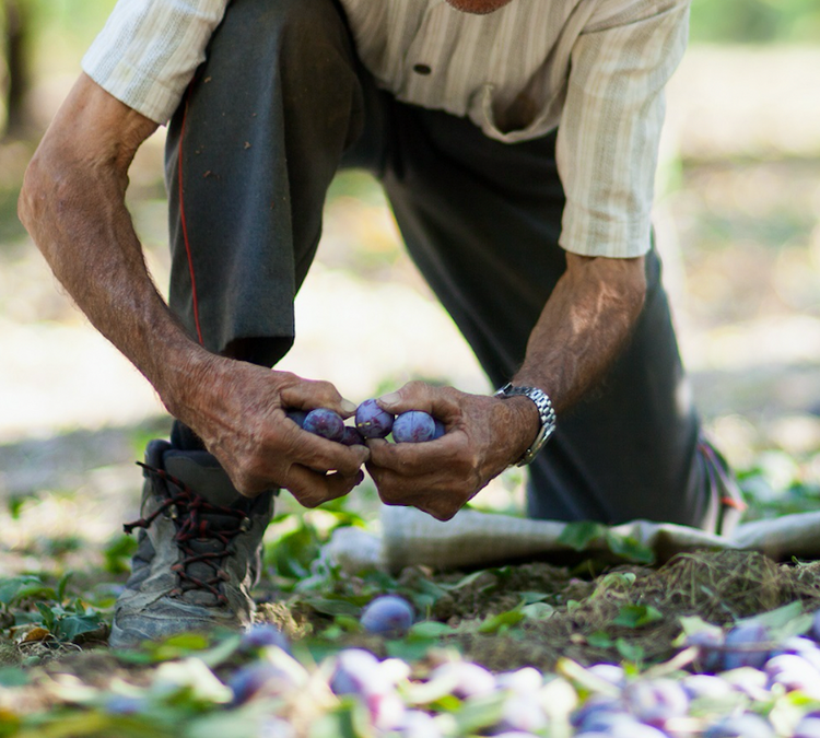 Australian Kakadu Plum